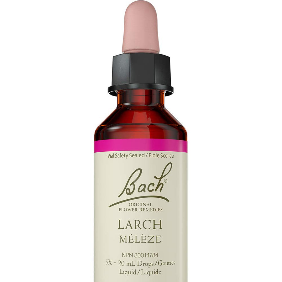 Larch - Image 1