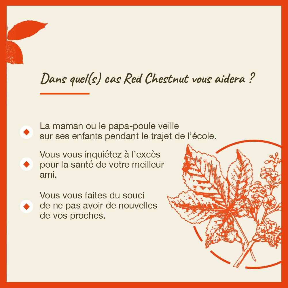 Red Chestnut - Image 4