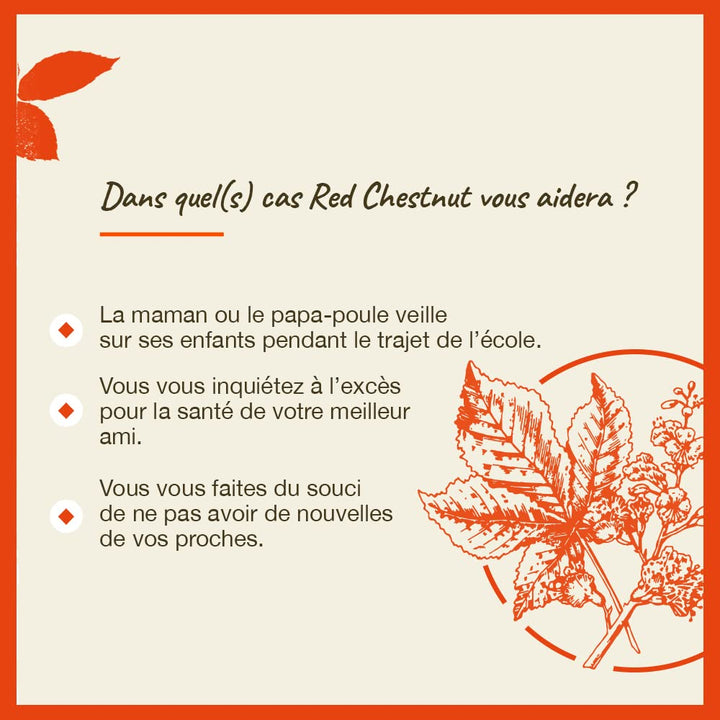 Red Chestnut - Image 4