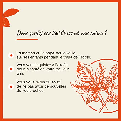 Red Chestnut - Image 5