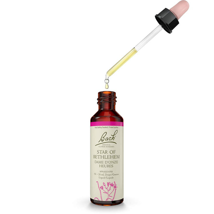 Star of Bethlehem - Image 4