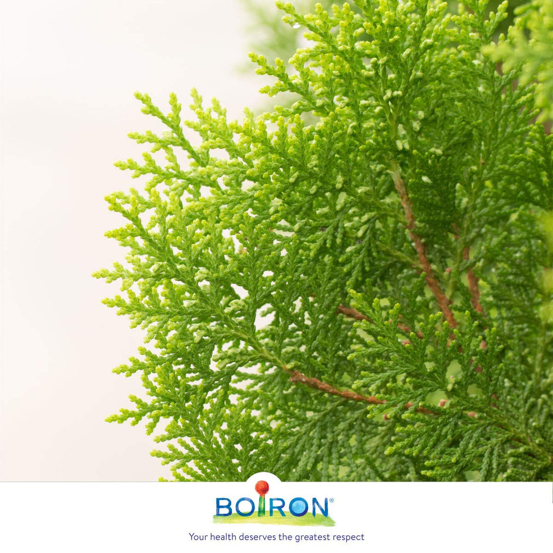 Homeocan - Thuya Occidentalis 200ch (4g 12)