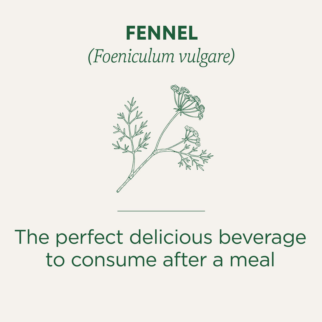 Organic Fennel - Image 4