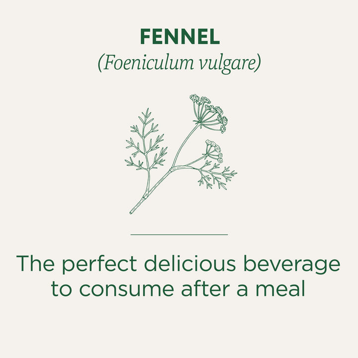 Organic Fennel - Image 4