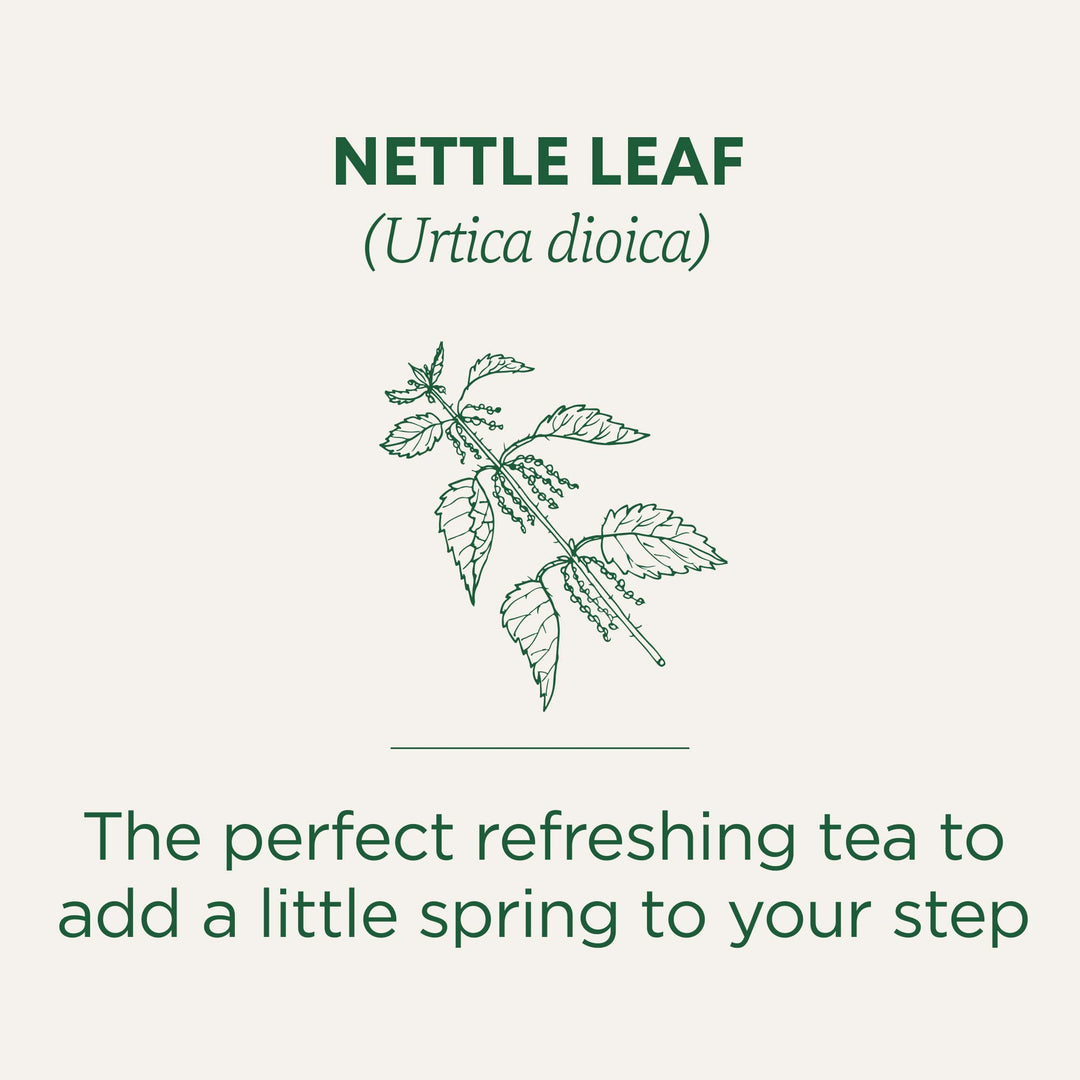 Organic Nettle Leaf - Image 4