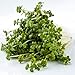 Oriental Wasabi Mustard - Image 5
