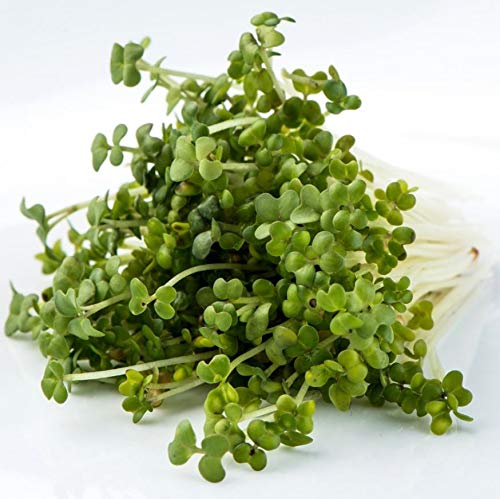 Oriental Wasabi Mustard - Image 4