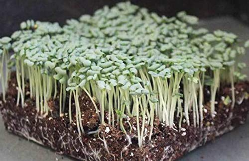 Oriental Wasabi Mustard - Image 9