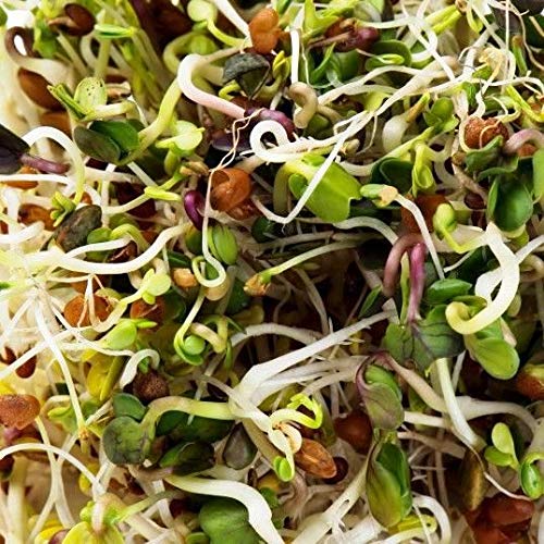 Spicy Lentil Crunch - Image 4