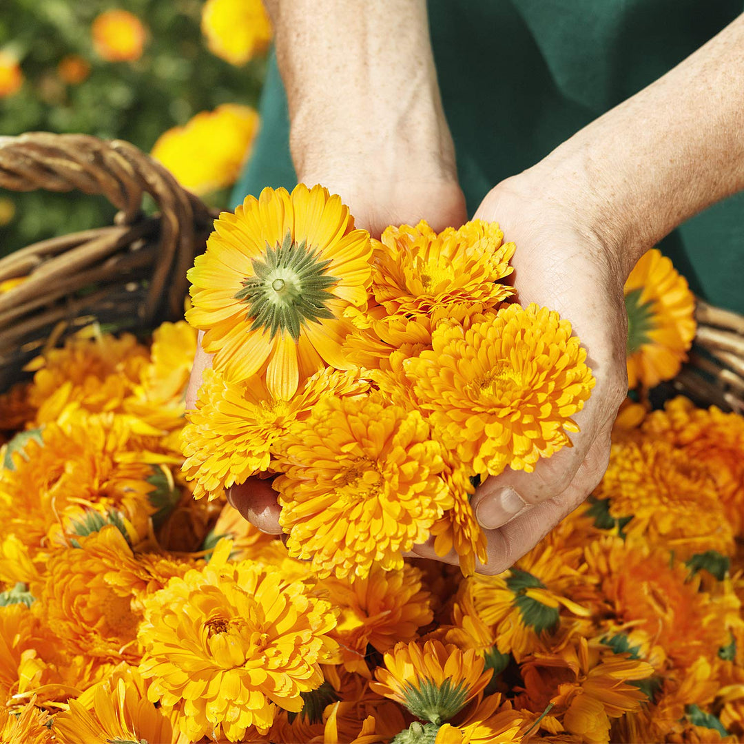 Calendula Toothpaste - Image 4