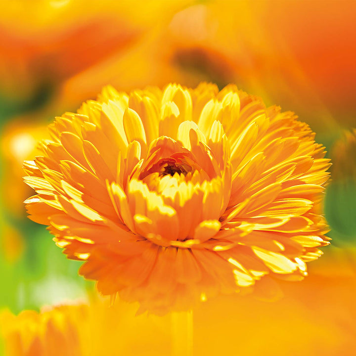 Calendula Toothpaste - Image 7