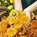 Calendula Toothpaste - Image 6