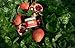 Replenishing Body Butter - Image 6