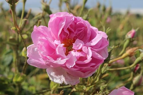 Akita - All Natural Rose Water, Anti-Aging, 100ml - Image 10