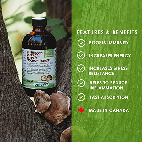 Organic Mushroom Extract - Image 5