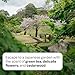 Ambient Spray - Japanese Garden - Image 9