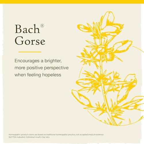 Gorse - Image 5