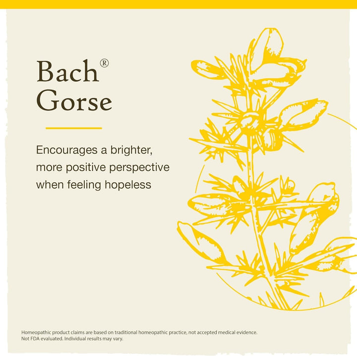Gorse - Image 4
