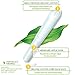 Compact Tampons - Regular - Image 9