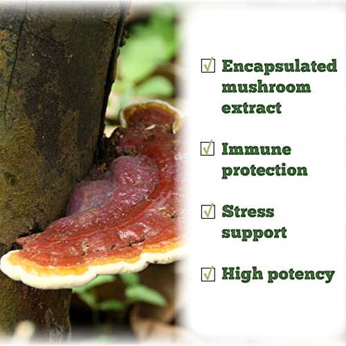 Reishi Mushroom - Image 8