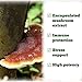 Reishi Mushroom - Image 9