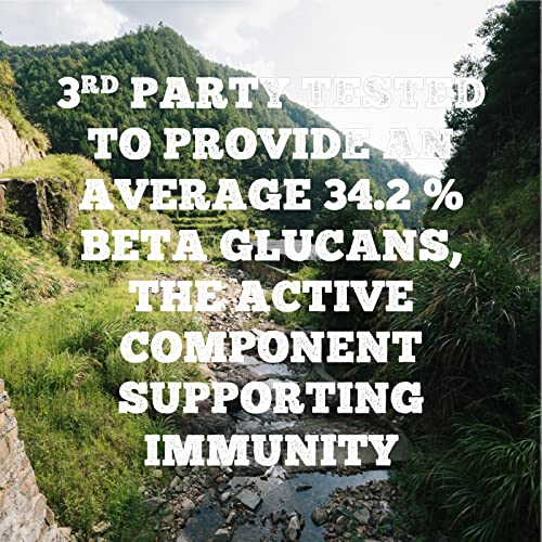 Reishi Mushroom - Image 5