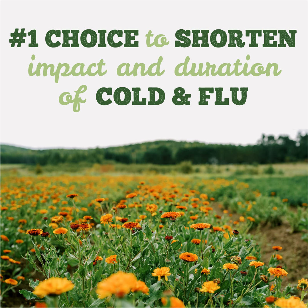 Echinaseal - Image 6