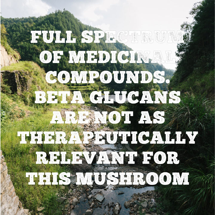 Chaga Mushroom - Image 4