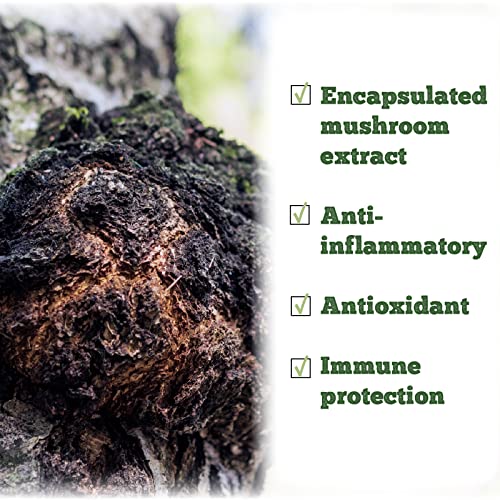 Chaga Mushroom - Image 8