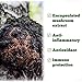 Chaga Mushroom - Image 9