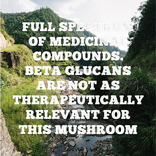 Chaga Mushroom - Image 5