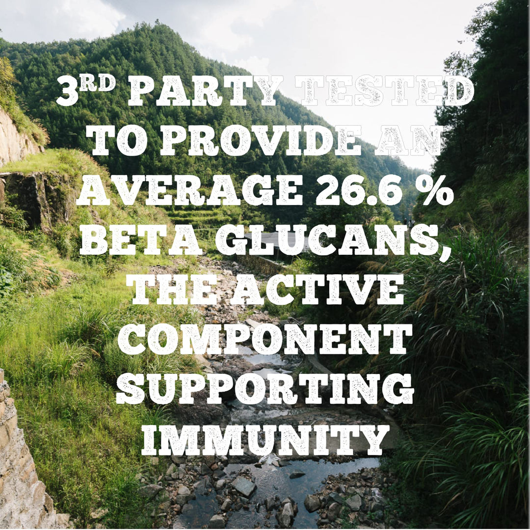 Cordyceps Capsules - Image 4