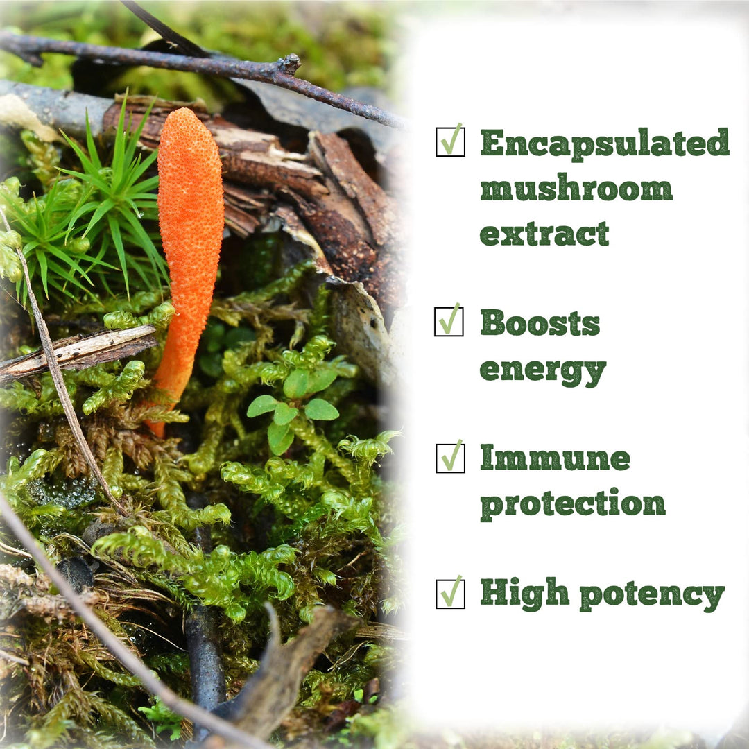 Cordyceps Capsules - Image 7