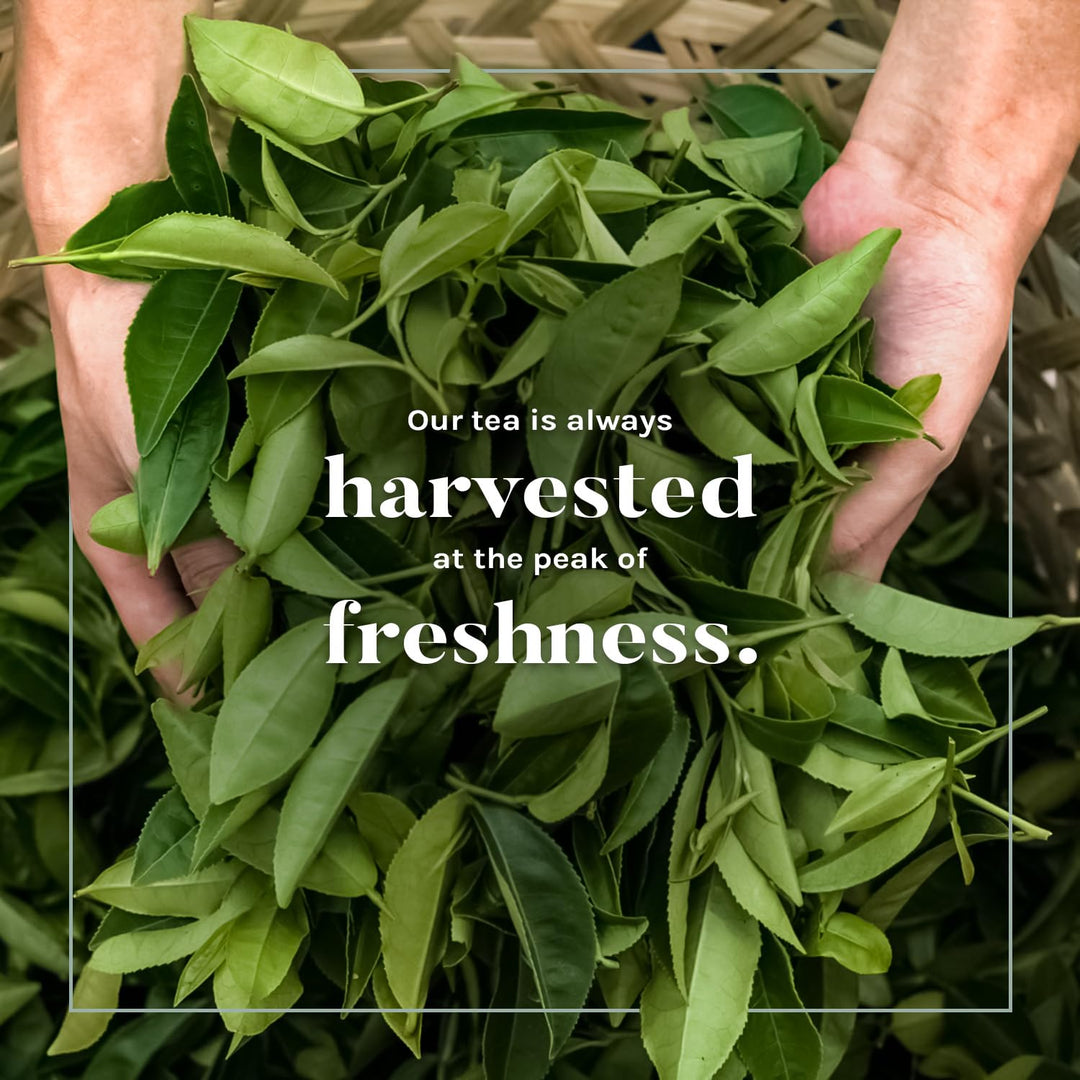 Organic Black Tea - Image 10