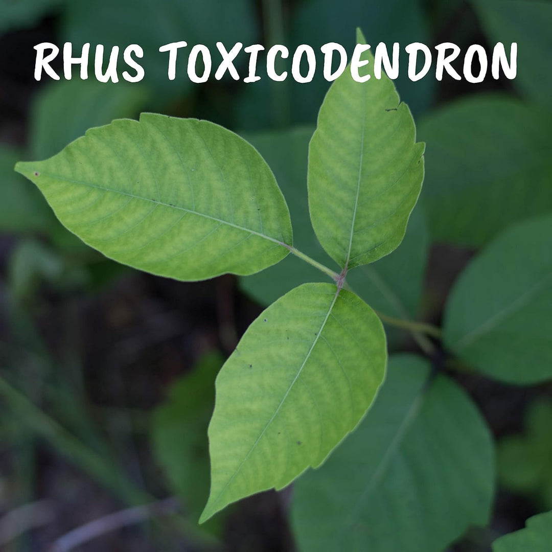 Boiron - Rhus Toxicodendron 30ch (80ct 50)